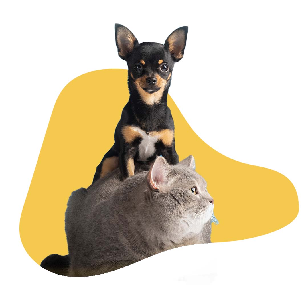 MASCOTAS – mikeli